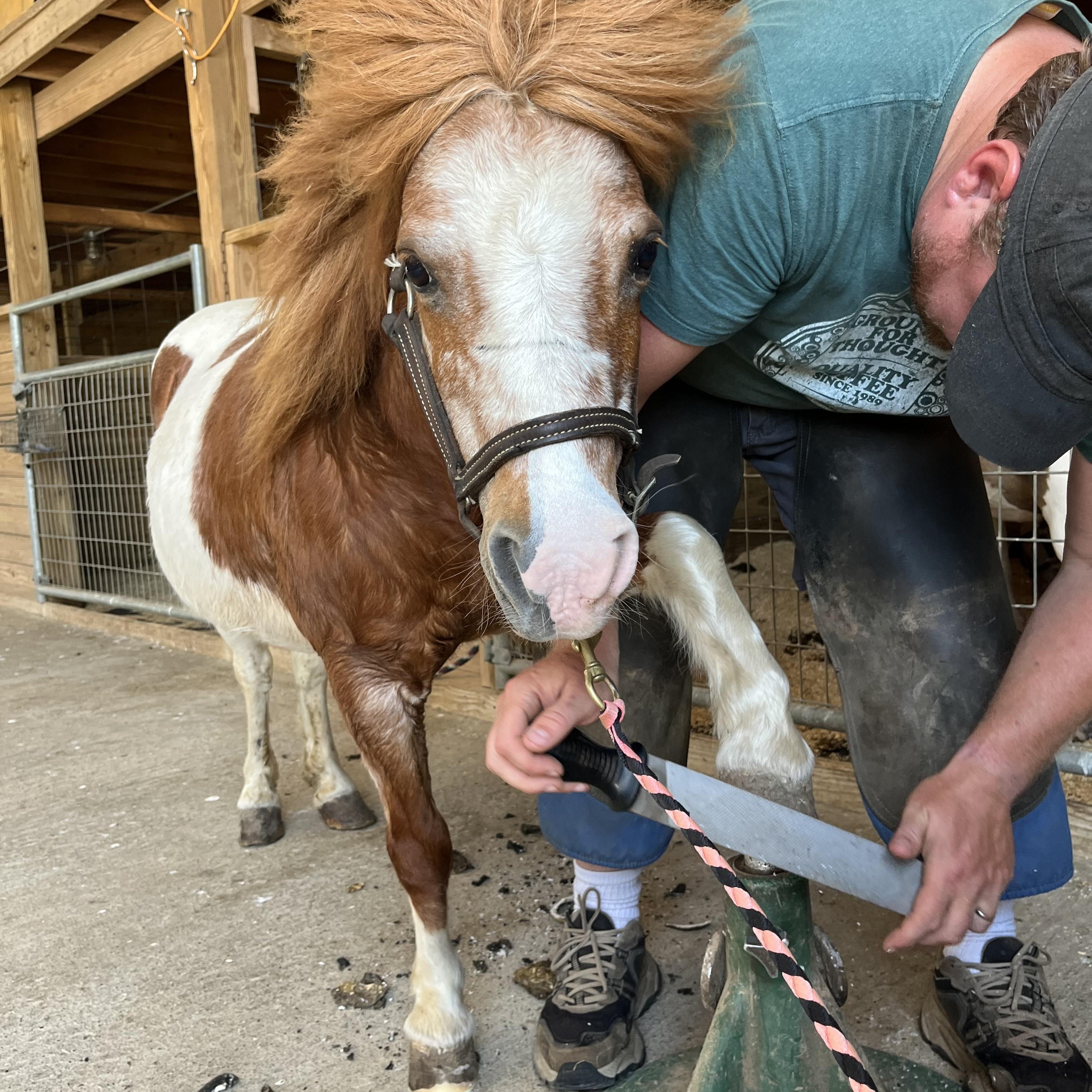 Enlarge Mrs Beasley, a Adoptable Miniature Horse in Athens, OH image 2/2