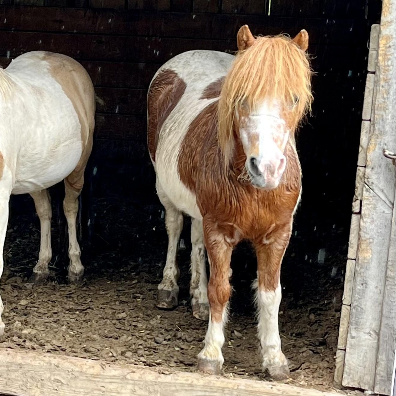 Enlarge Mrs Beasley, a Adoptable Miniature Horse in Athens, OH image 1/2