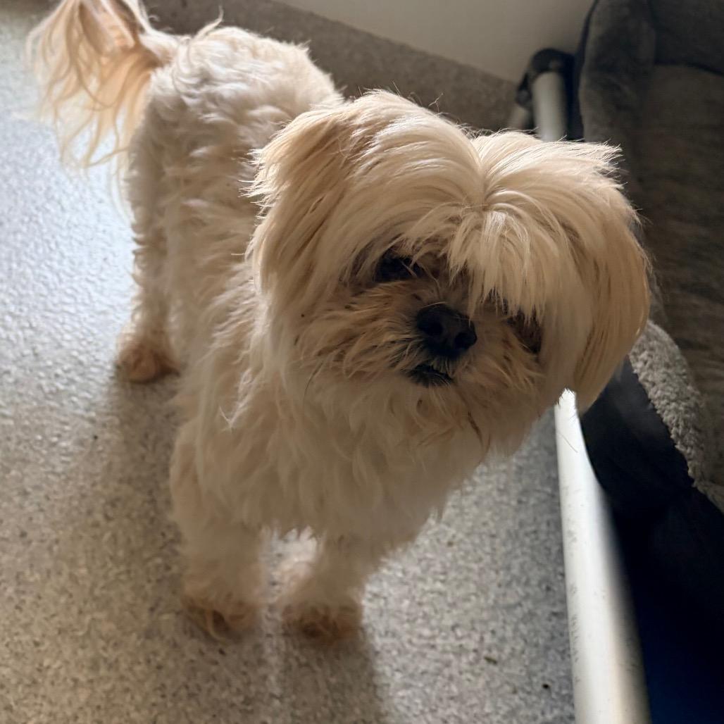 Diamond, Adoptable, Senior Female Lhasa Apso.