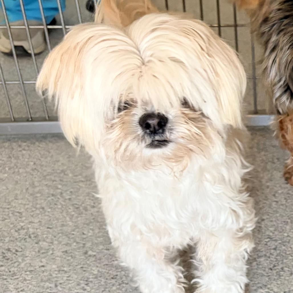 Enlarge Diamond, a Adoptable Lhasa Apso in Pineville, MO image 2/3
