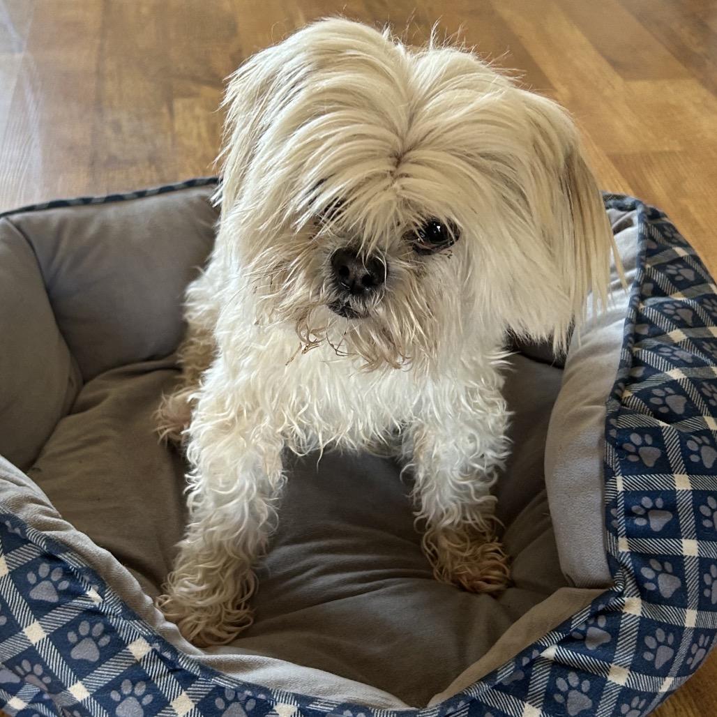 Enlarge Diamond, a Adoptable Lhasa Apso in Pineville, MO image 3/3