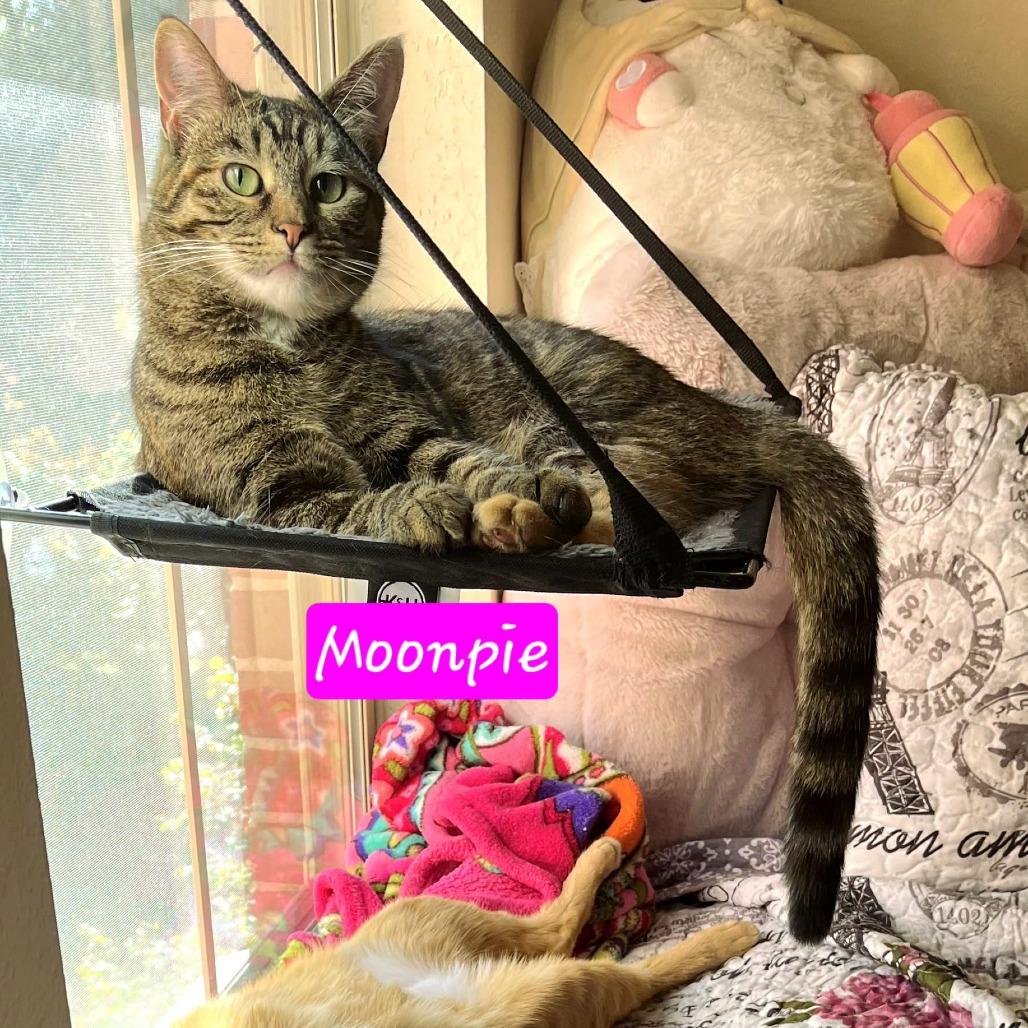 Emmy, Adoptable, Adult Female Domestic Short Hair.