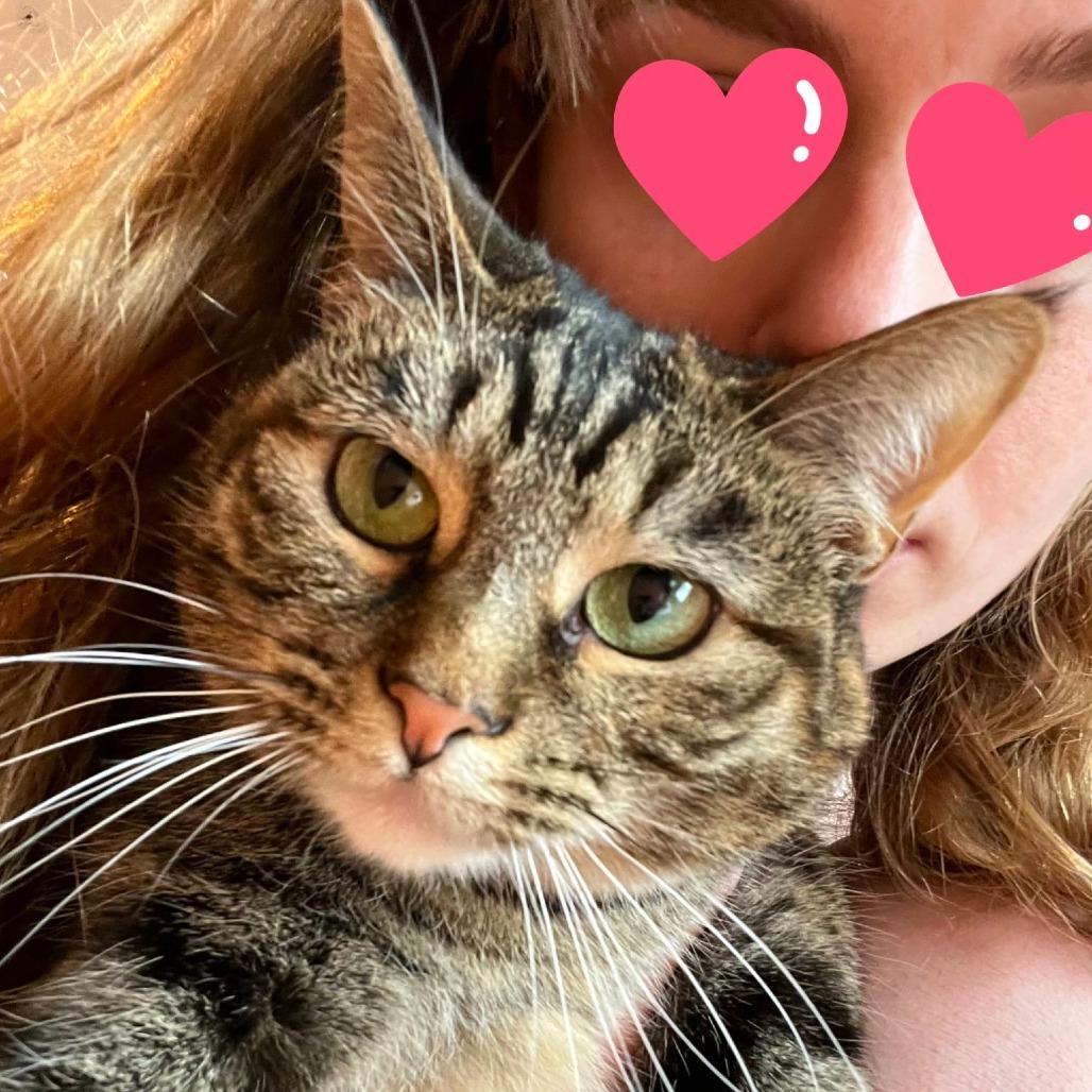 Enlarge Emmy, a Adoptable Domestic Short Hair in Jessup, MD image 3/3