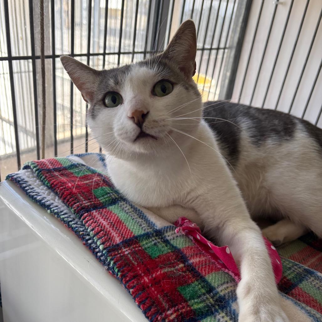 Enlarge Nimbus, a Adoptable Domestic Short Hair in Santa Barbara, CA image 1/4