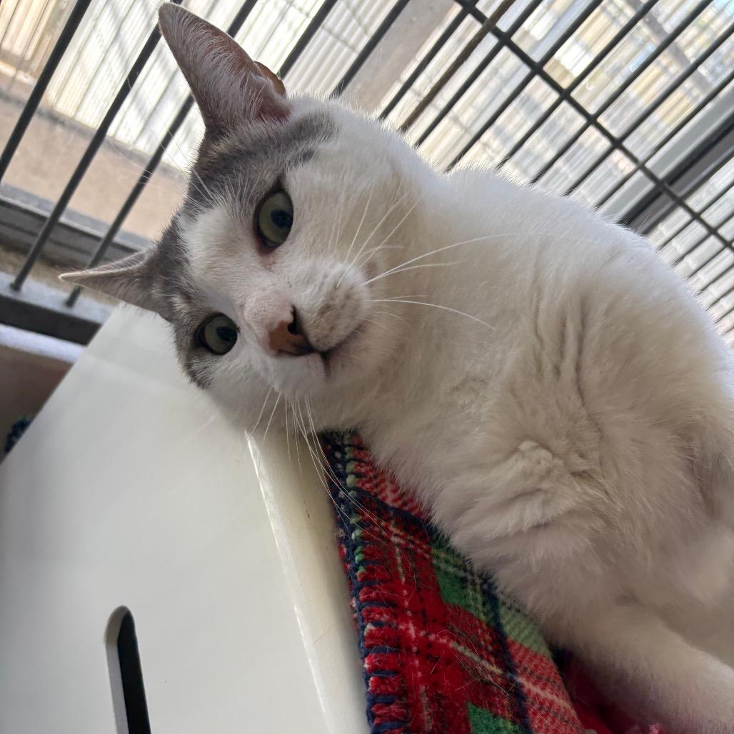 Enlarge Nimbus, a Adoptable Domestic Short Hair in Santa Barbara, CA image 2/4