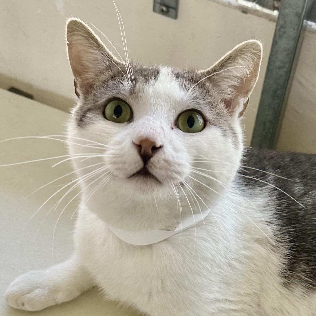 Enlarge Nimbus, a Adoptable Domestic Short Hair in Santa Barbara, CA image 3/4