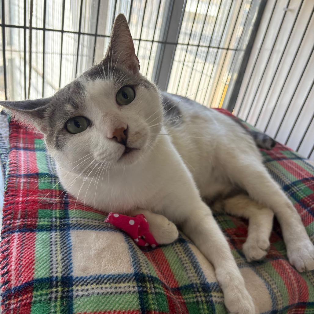 Enlarge Nimbus, a Adoptable Domestic Short Hair in Santa Barbara, CA image 4/4