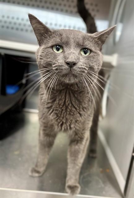 ATLAS, Adoptable, Young Male Domestic Short Hair.