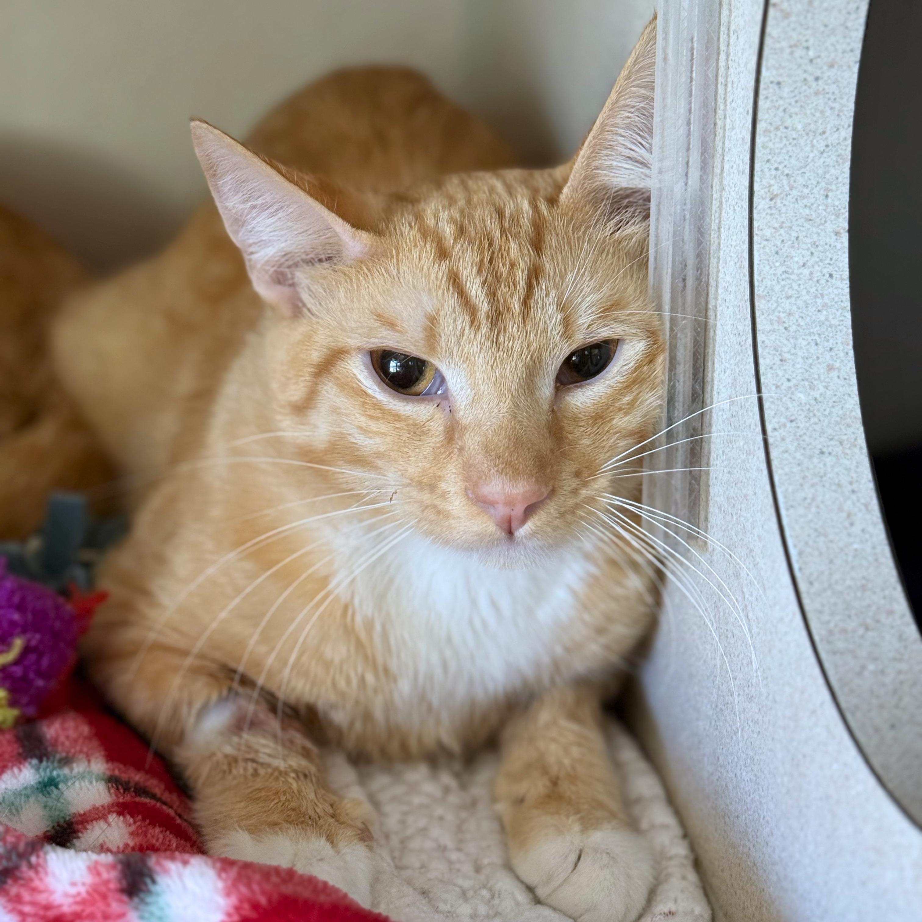 Enlarge Papaya, a ADOPTABLE Domestic Short Hair in Ridgway, CO image 1/1