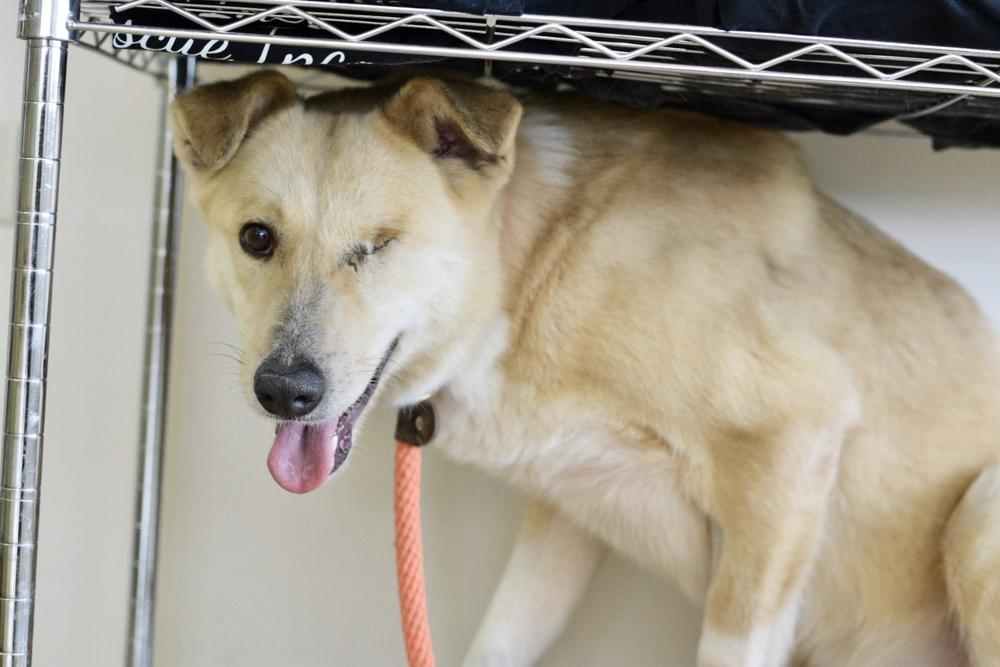 Enlarge Isabelle, a Adopted mixed breed in Mundelein, IL image 1/4