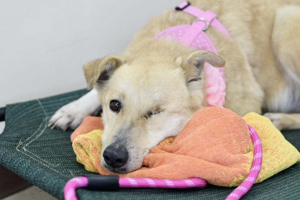 Enlarge Isabelle, a Adopted mixed breed in Mundelein, IL image 2/4