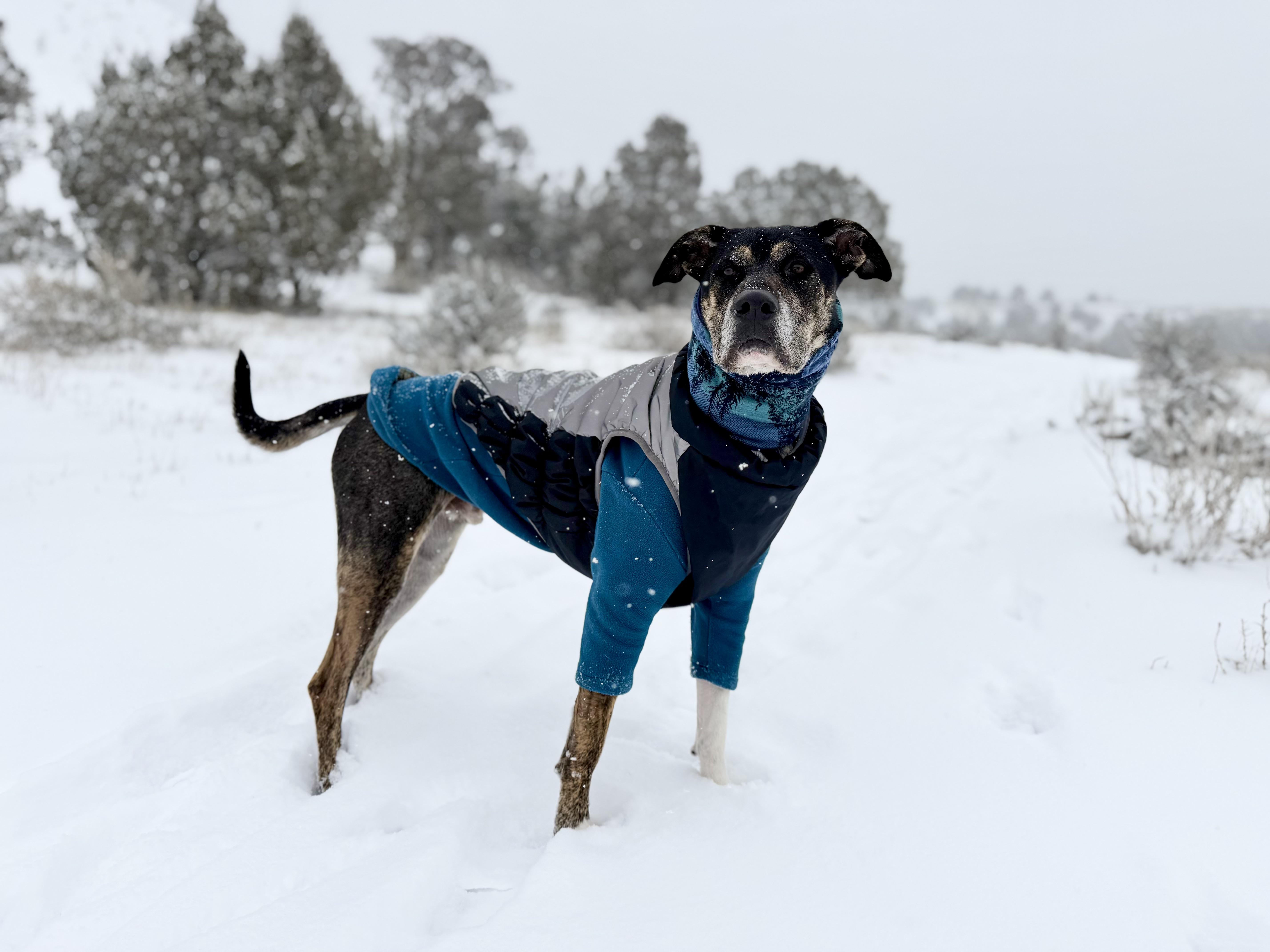 Enlarge Chip - road trip buddy, an adoptable mixed breed in Boulder, CO image 2/6