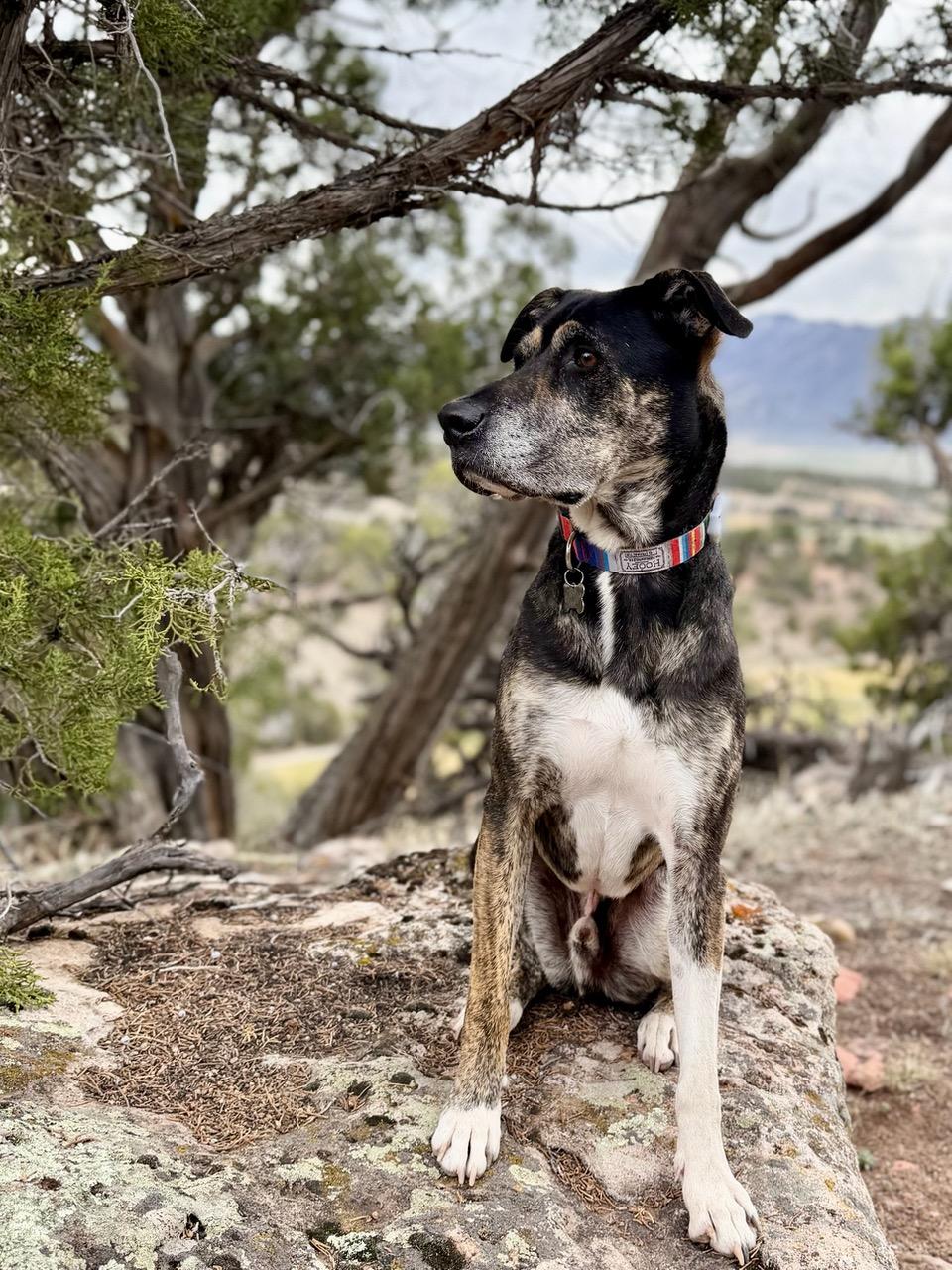 Enlarge Chip - road trip buddy, an adoptable mixed breed in Boulder, CO image 4/6