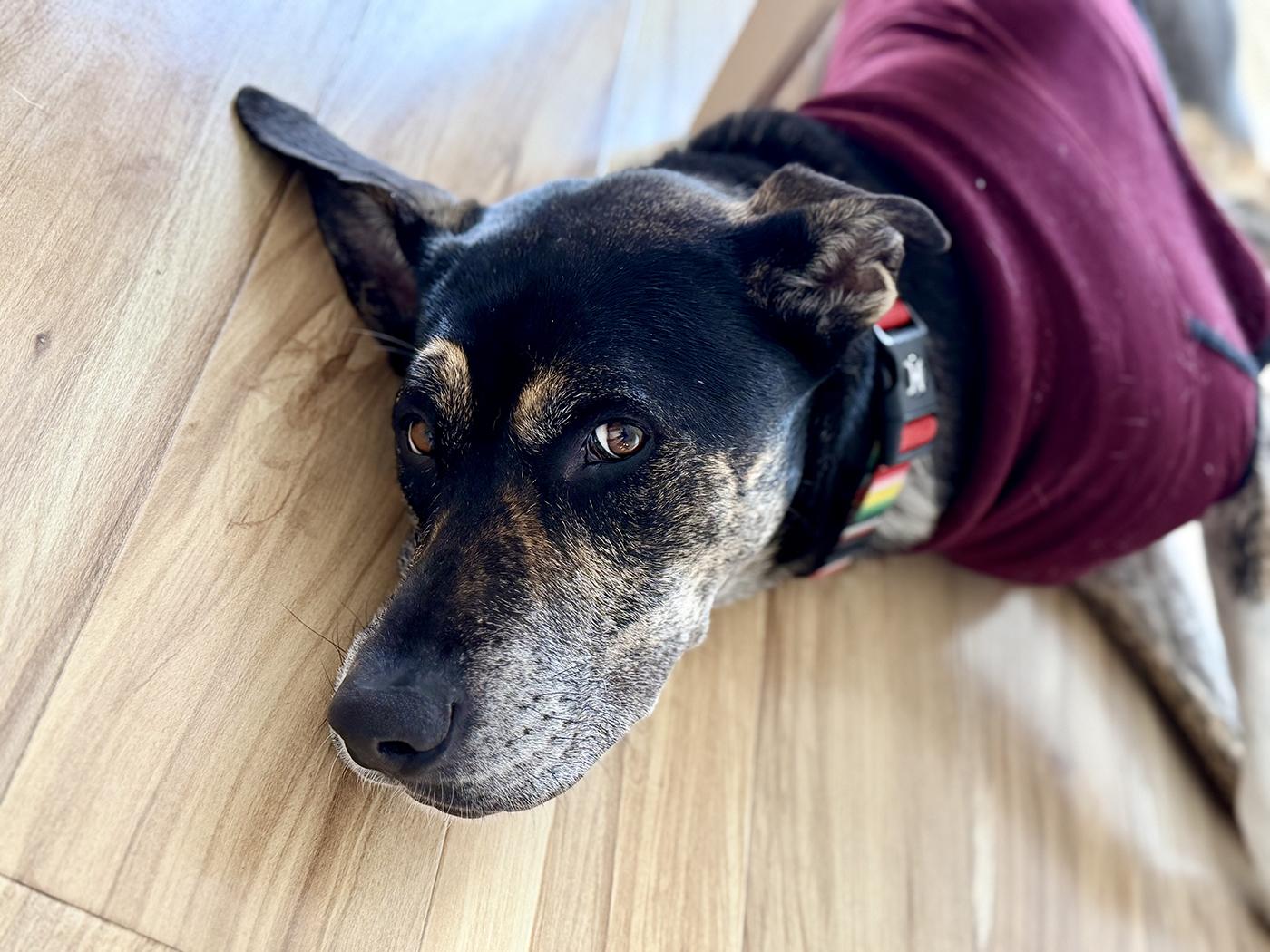 Enlarge Chip - soul dog / adventure buddy, an adoptable mixed breed in Boulder, CO image 2/6