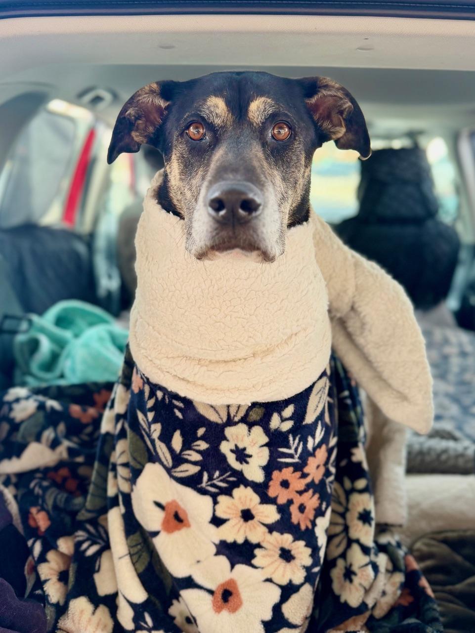 Enlarge Chip - road trip buddy, an adoptable mixed breed in Boulder, CO image 6/6
