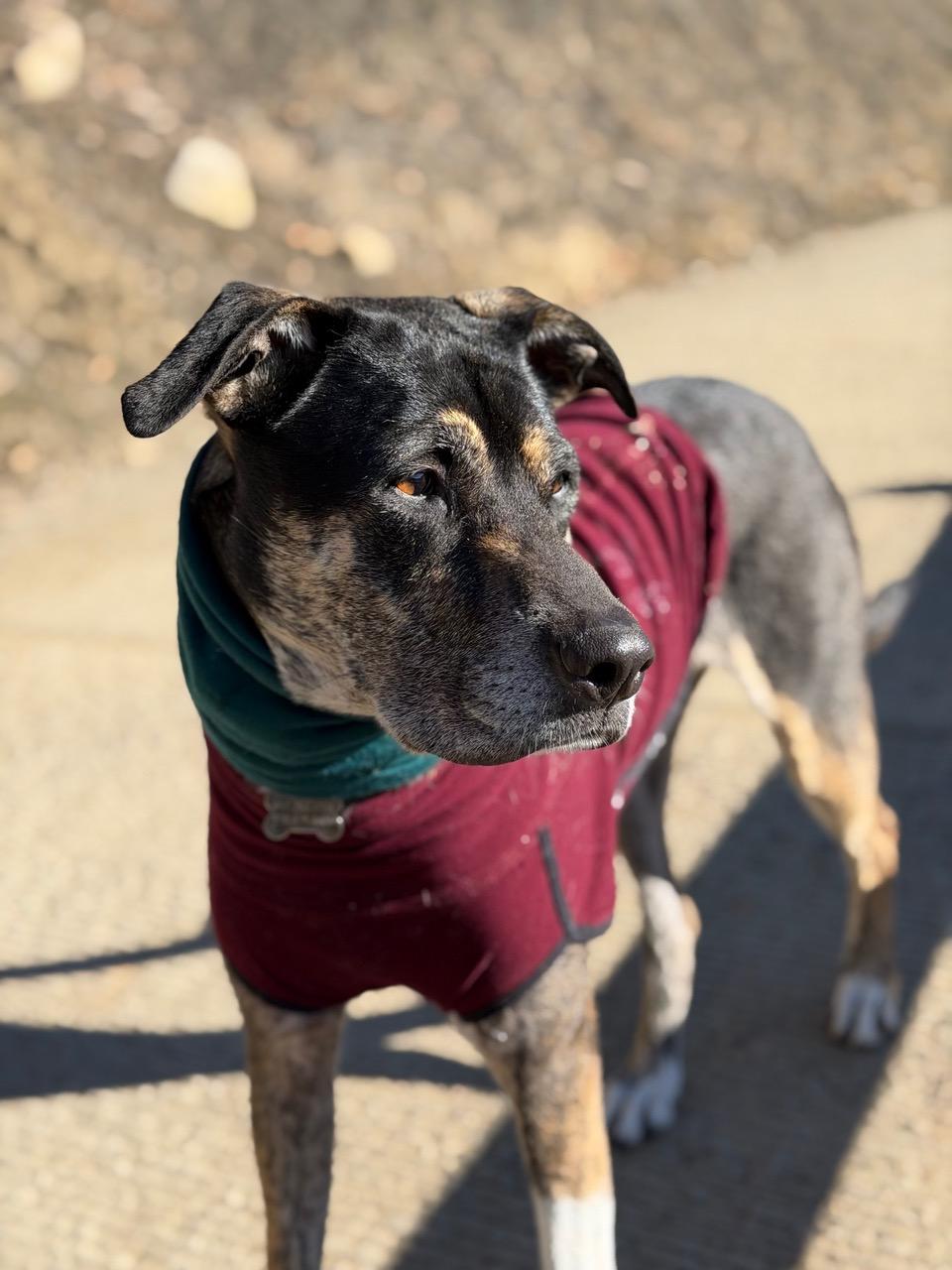 Chip - can be adopted with Ellie, ADOPTABLE, Adult Male Black Labrador Retriever & Australian Cattle Dog / Blue Heeler.