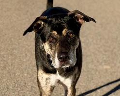 Enlarge Chip - can be adopted with Ellie, a ADOPTABLE mixed breed in Boulder, CO image 6/6