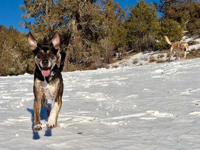 Enlarge Chip - can be adopted with Ellie, a ADOPTABLE mixed breed in Boulder, CO image 2/6