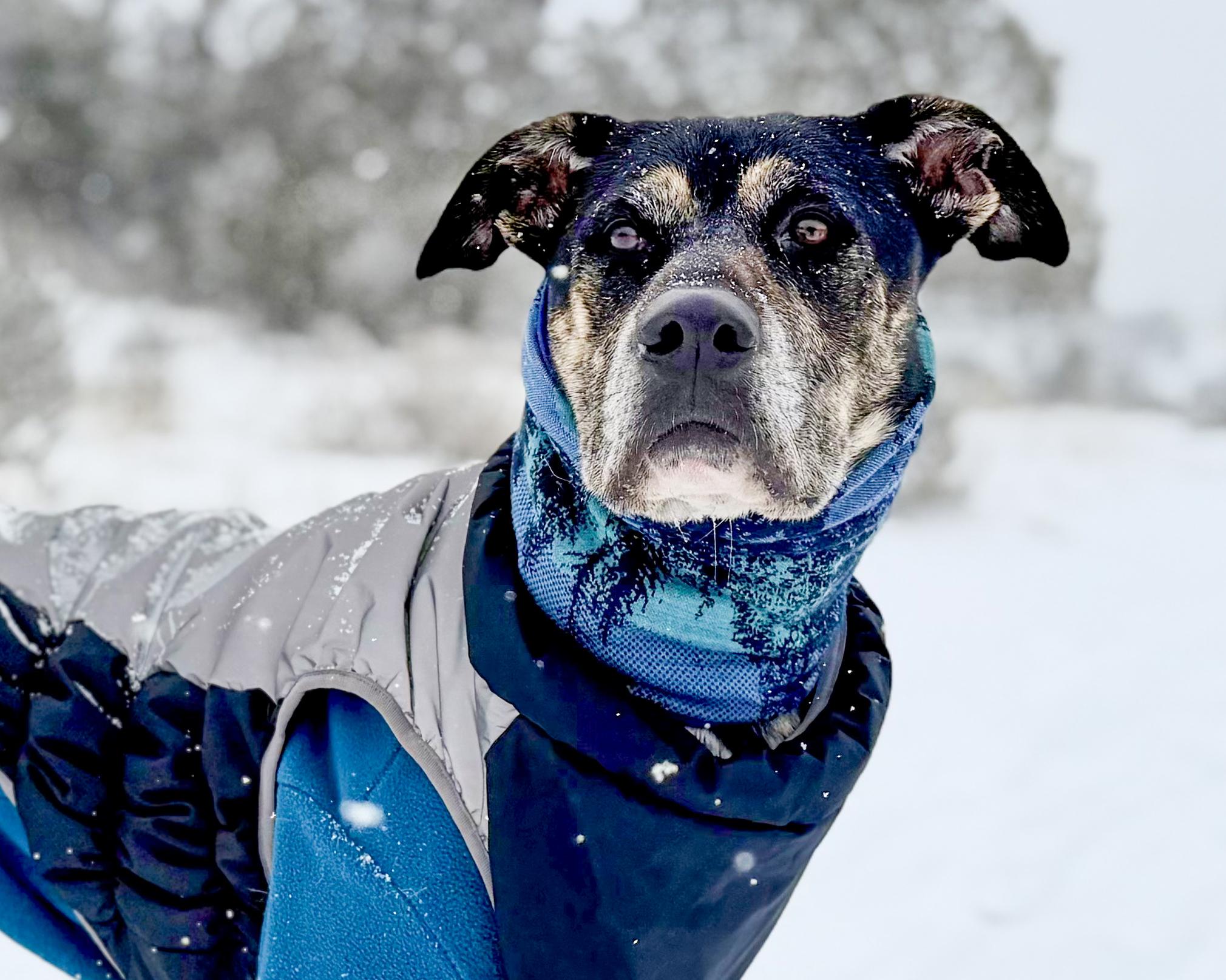 Chip - soul dog / adventure buddy, adoptable, Adult Male Black Labrador Retriever & Australian Cattle Dog / Blue Heeler.