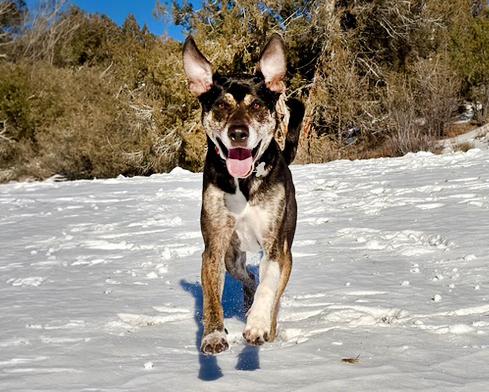 Enlarge Chip - road trip buddy, an adoptable mixed breed in Boulder, CO image 1/6