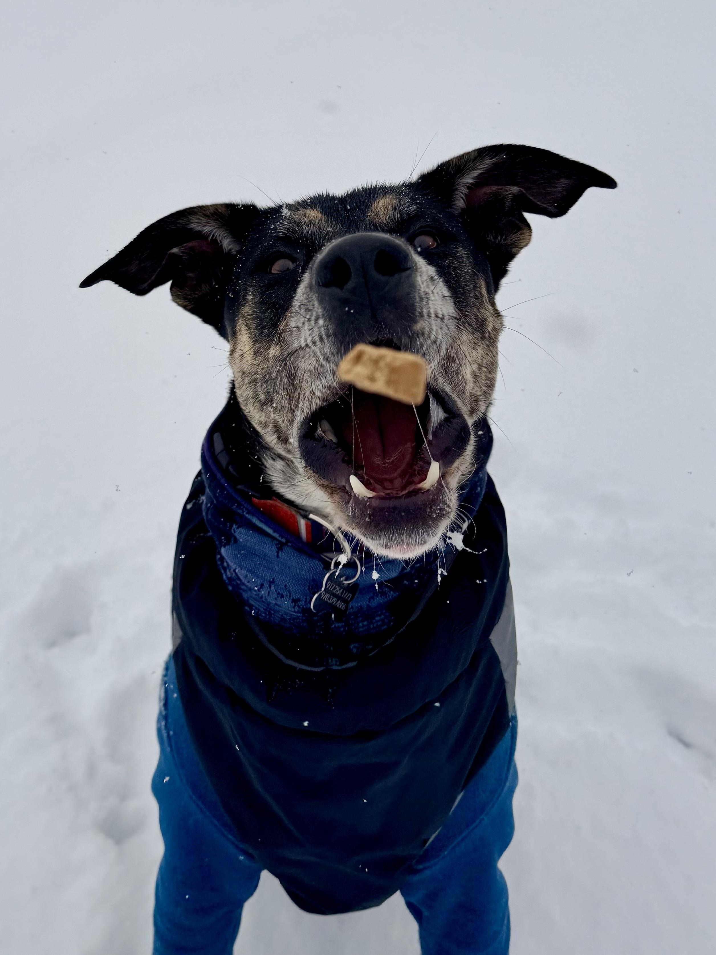 Enlarge Chip - road trip buddy, an adoptable mixed breed in Boulder, CO image 4/6