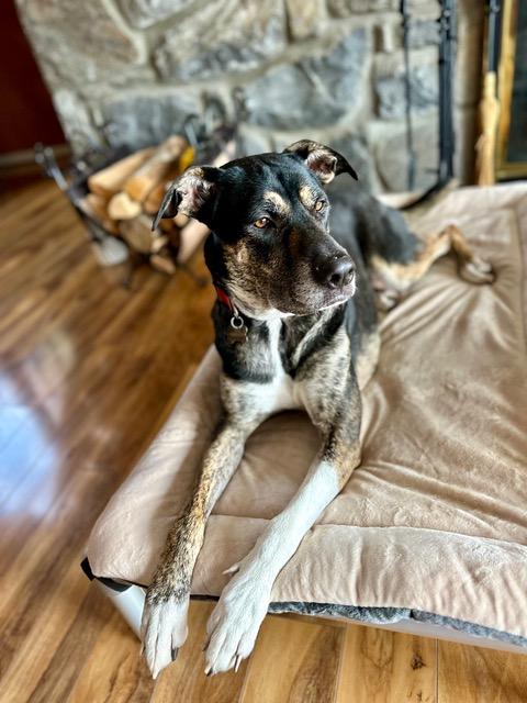 Enlarge Chip - can be adopted with Ellie, a ADOPTABLE mixed breed in Boulder, CO image 5/6