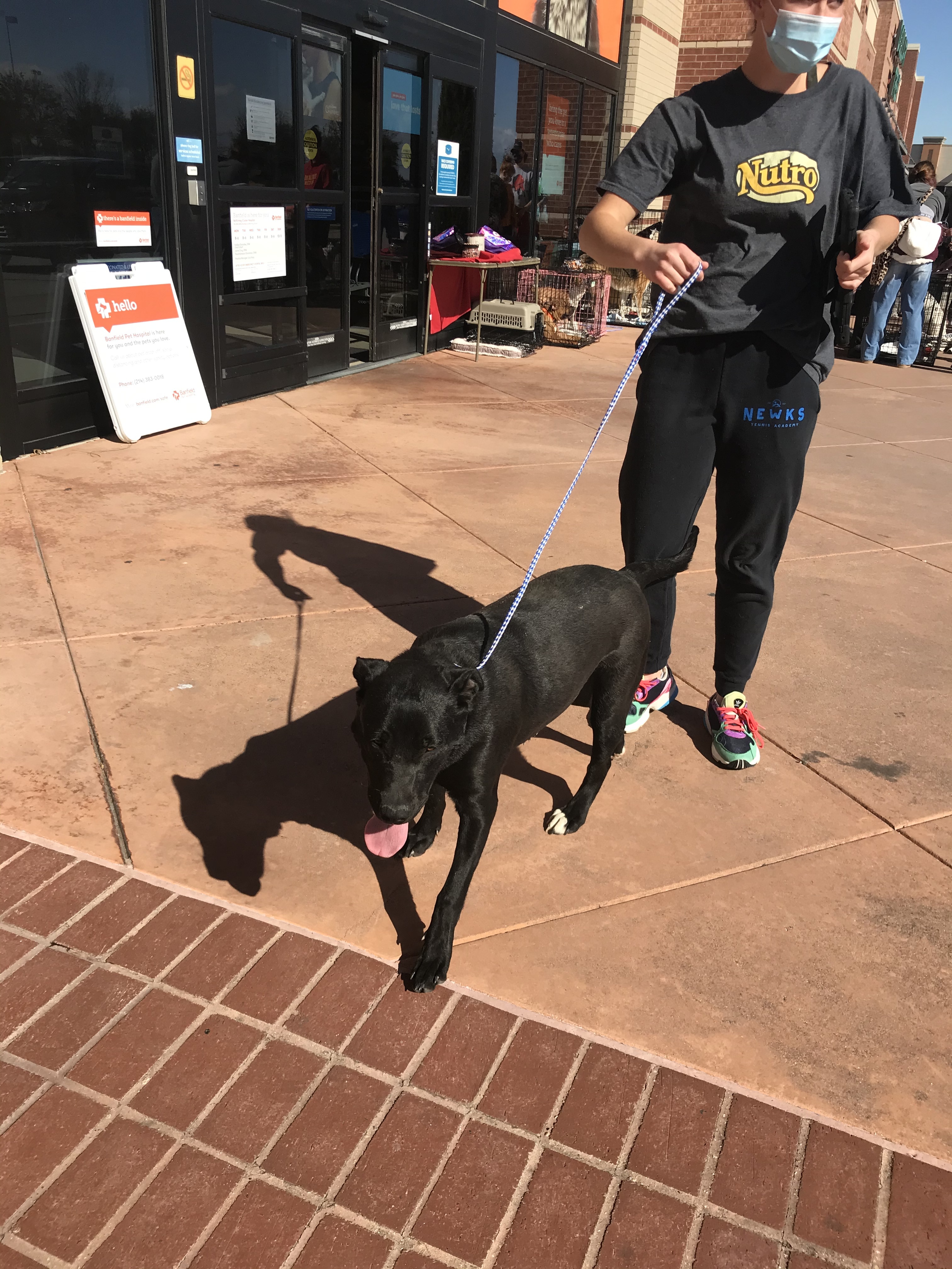 CJ, a Adoptable mixed breed in Plano, TX image 1/2