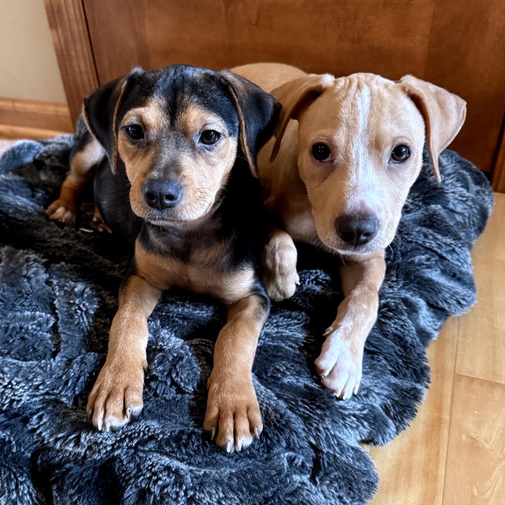 Kayak, Adoptable, Puppy Male Pit Bull Terrier & Chihuahua.