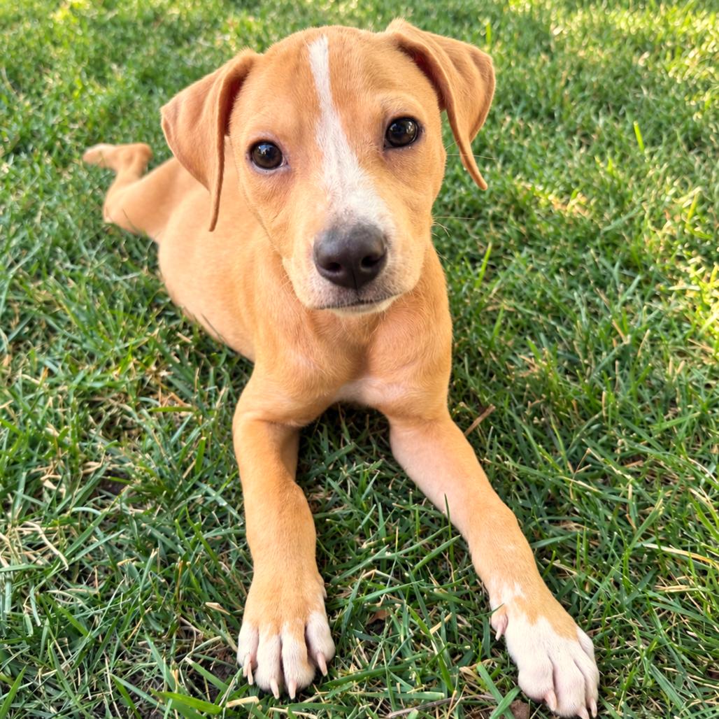 Enlarge Kayak, a Adoptable mixed breed in Crystal, MN image 2/4