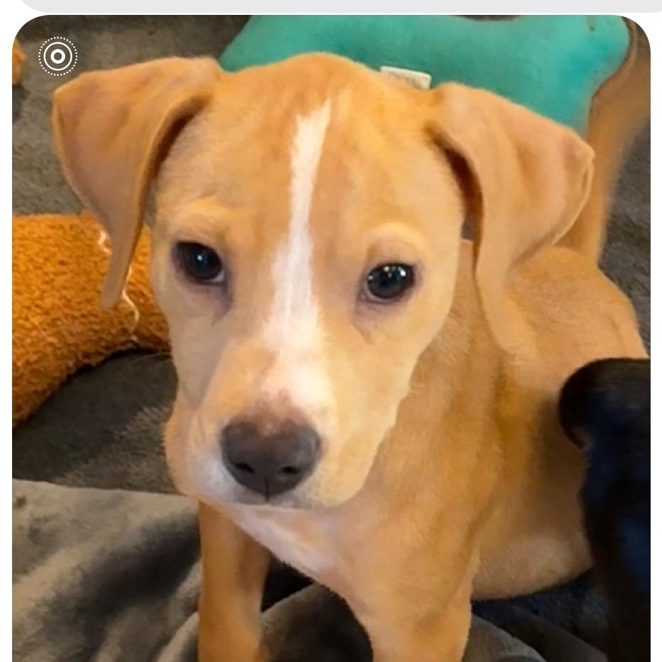 Enlarge Kayak, a Adoptable mixed breed in Crystal, MN image 3/4