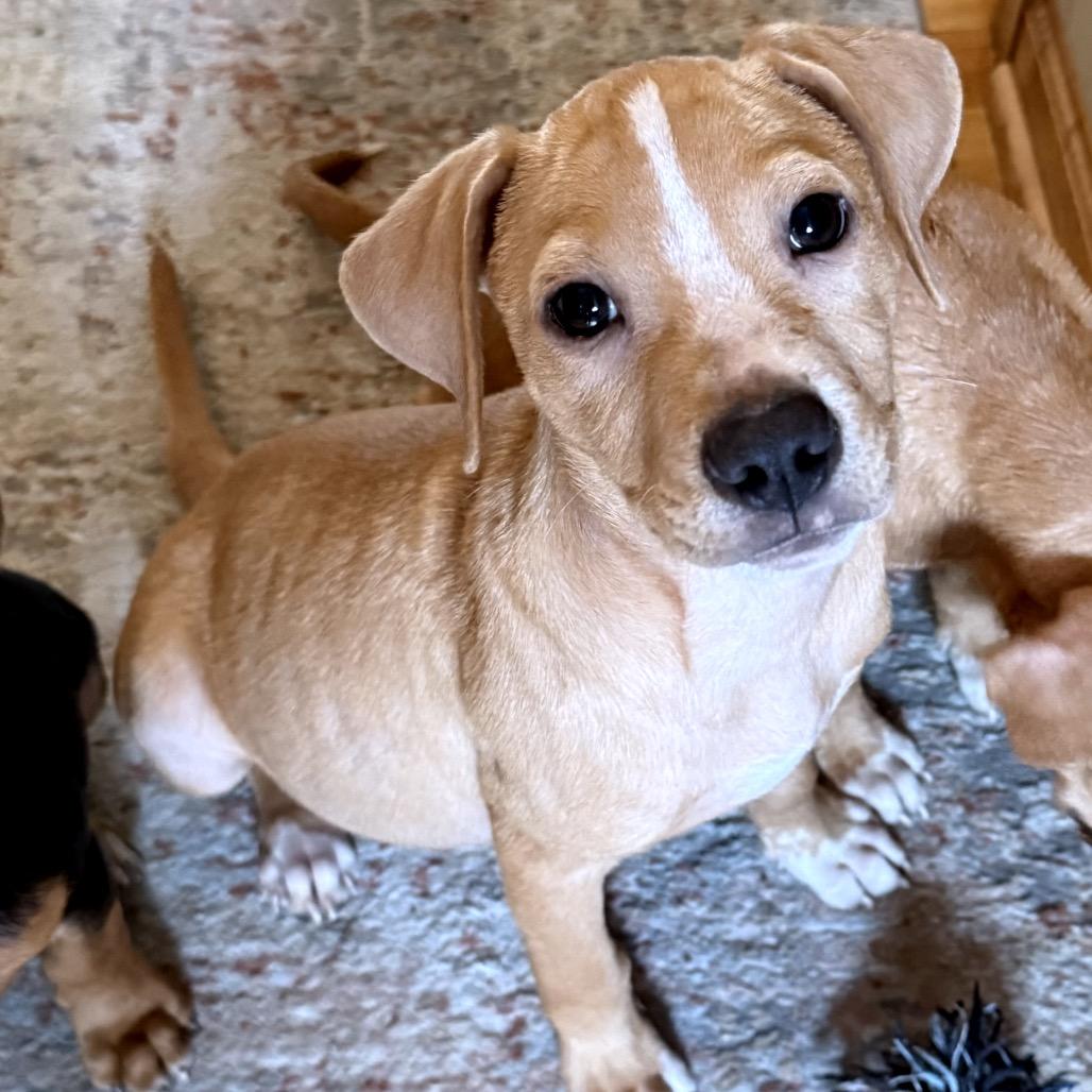 Enlarge Kayak, a Adoptable mixed breed in Crystal, MN image 4/4