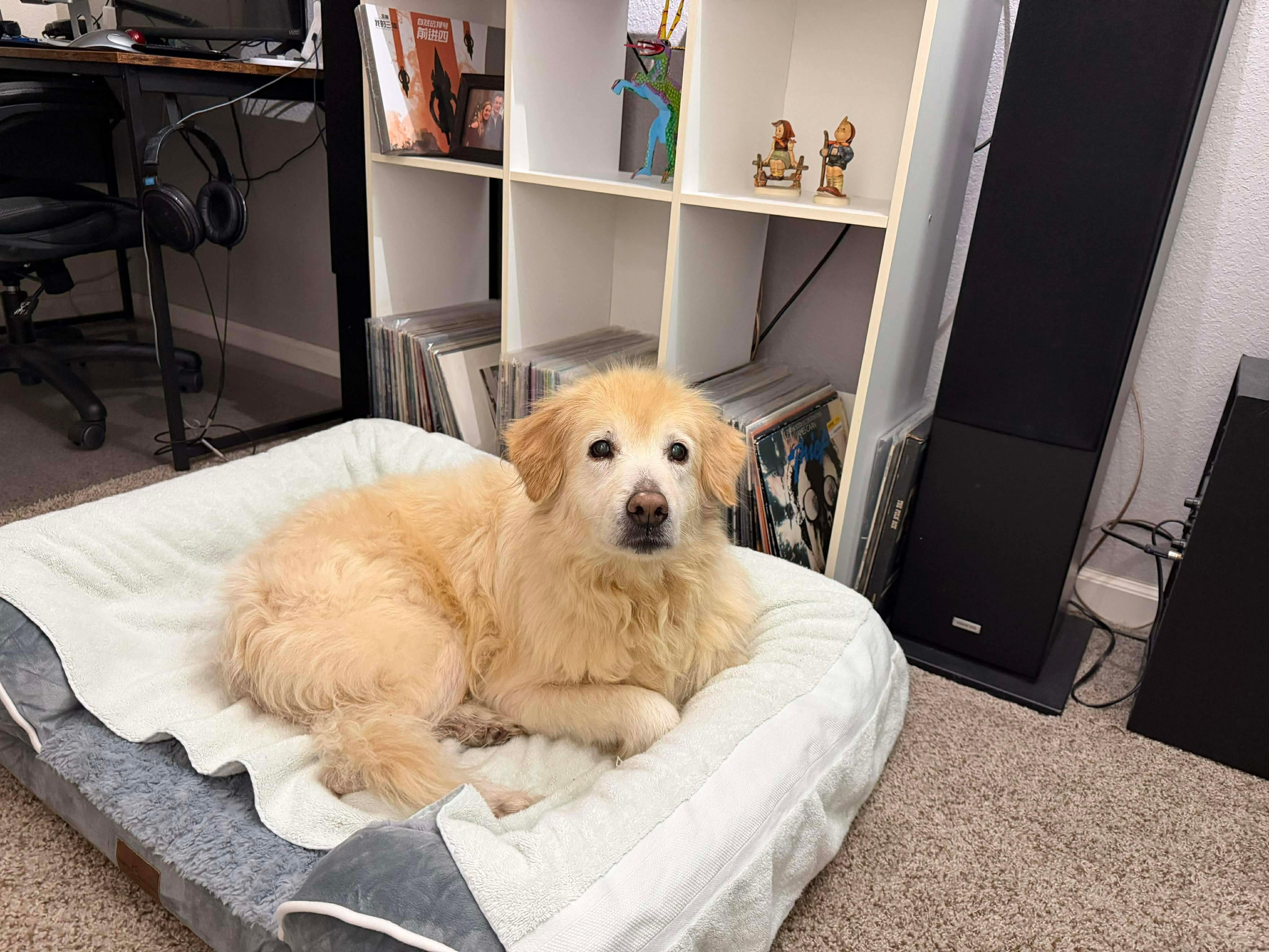 Goldie , an adopted mixed breed in Poulsbo, WA image 3/5