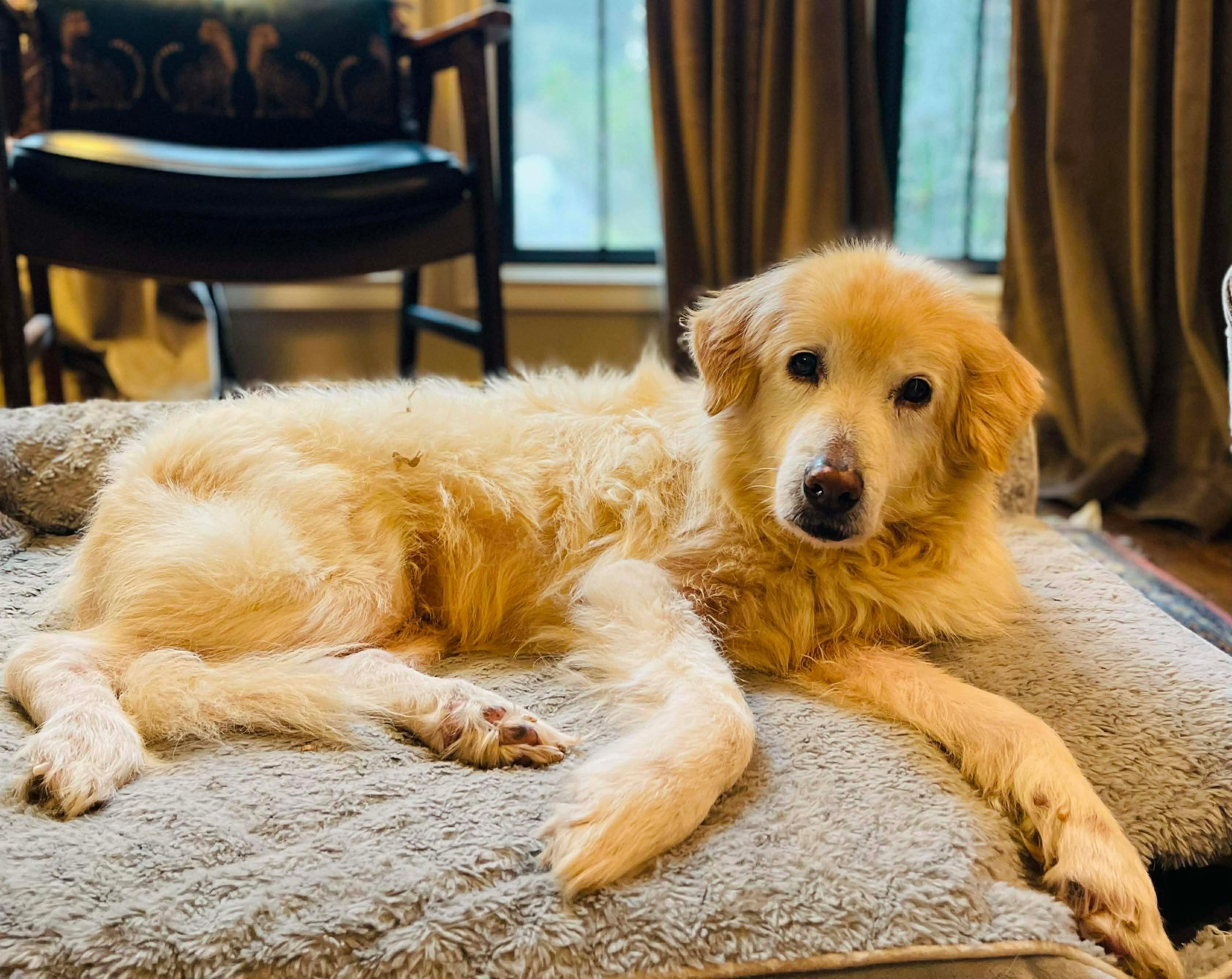 Goldie , an adopted mixed breed in Poulsbo, WA image 2/5