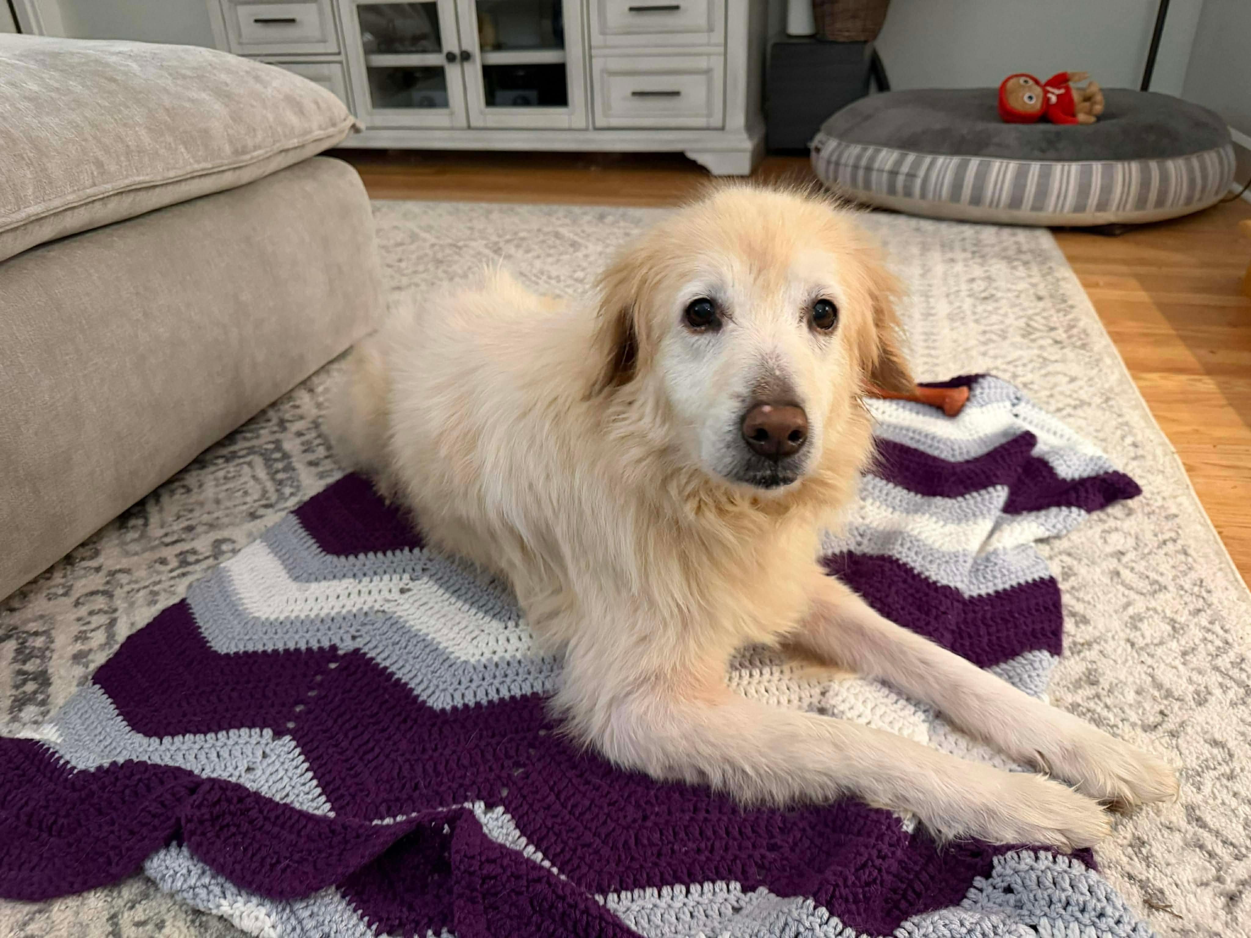 Goldie , an adopted mixed breed in Poulsbo, WA image 4/5