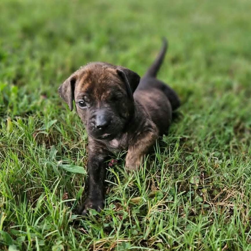 Zoey, Adoptable, Puppy Female Pit Bull Terrier & Mixed Breed.