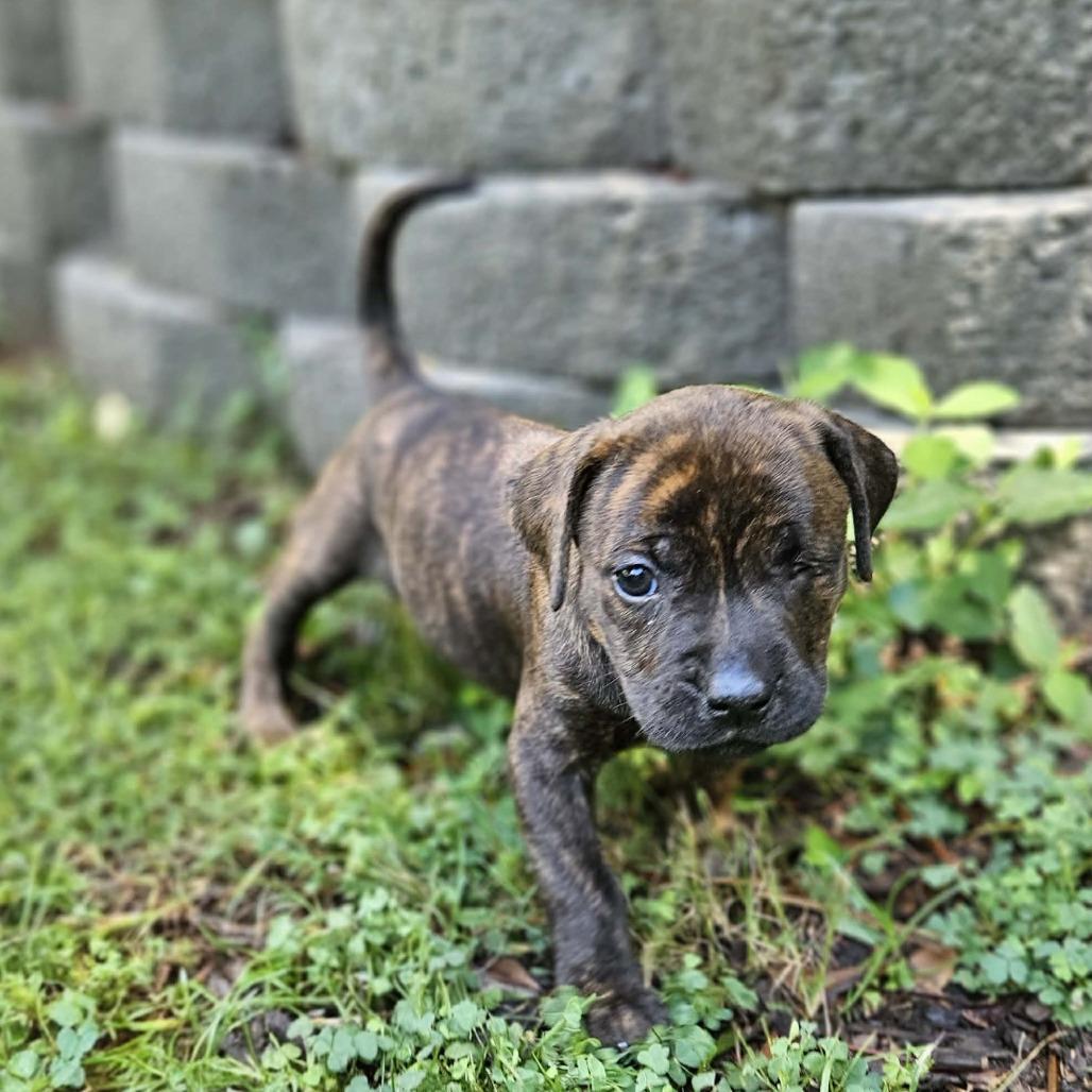 Enlarge Zoey, a Adoptable mixed breed in Griswold, CT image 2/4
