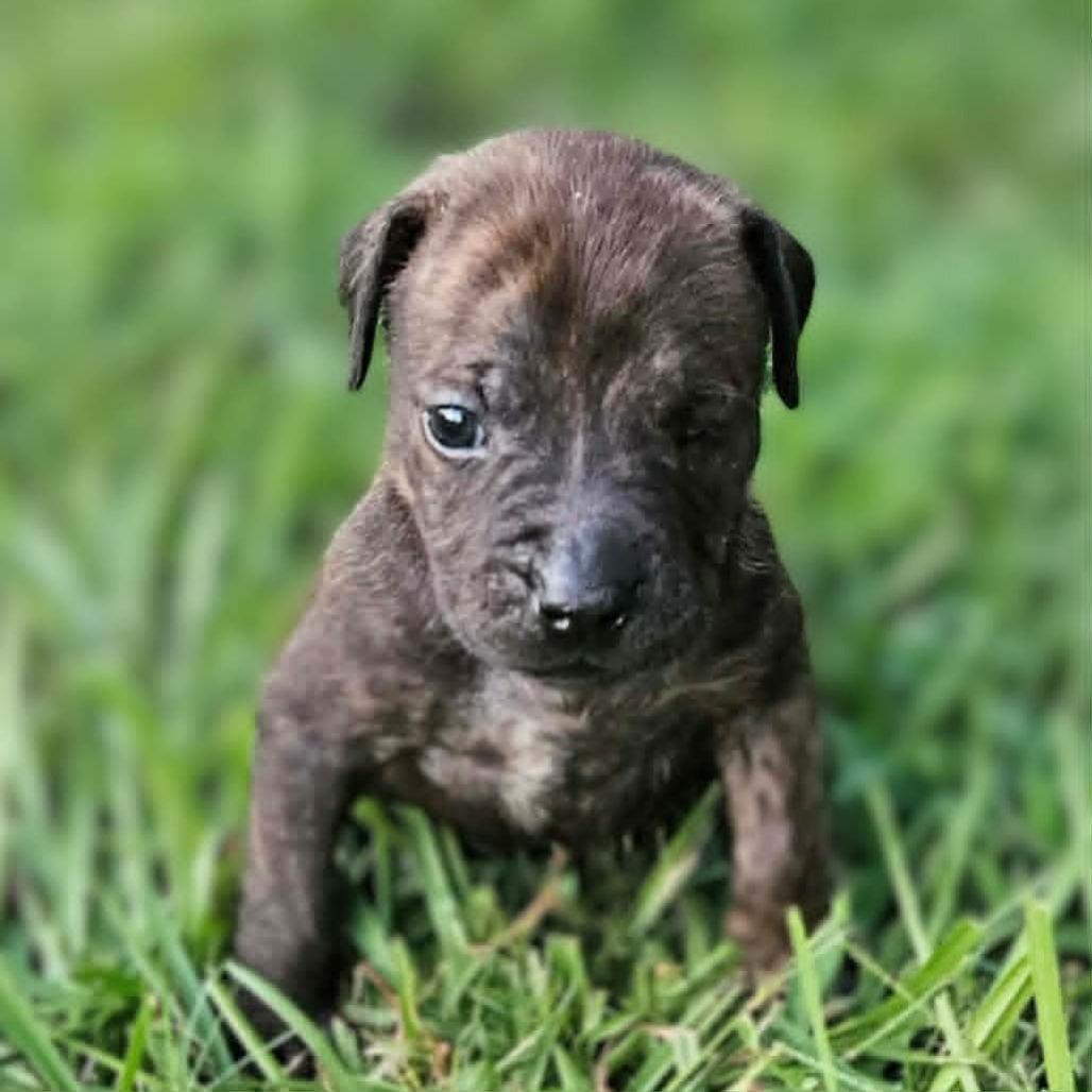 Enlarge Zoey, a Adoptable mixed breed in Griswold, CT image 3/4