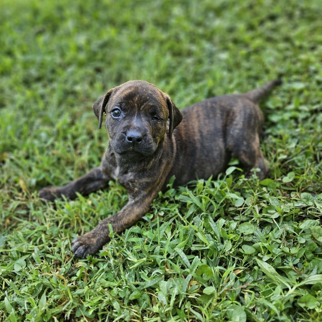 Enlarge Zoey, a Adoptable mixed breed in Griswold, CT image 4/4