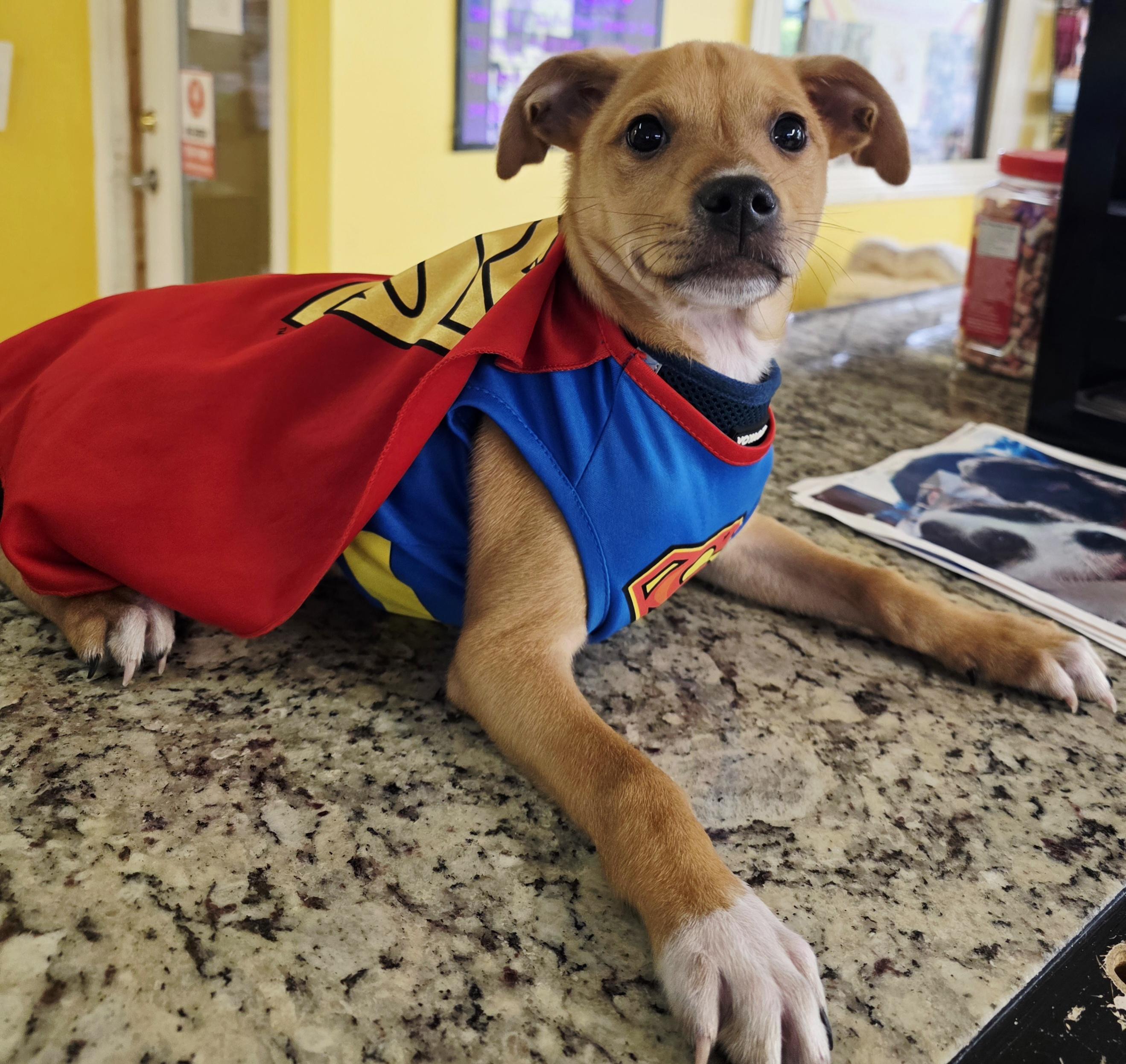 Joey 8558 — thumbnail 2