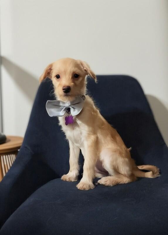 Enlarge Mojo Jojo, a Adoptable mixed breed in Van Nuys, CA image 2/6