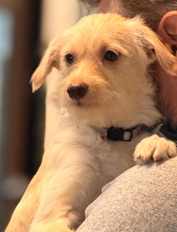 Enlarge Mojo Jojo, a Adoptable mixed breed in Van Nuys, CA image 3/6