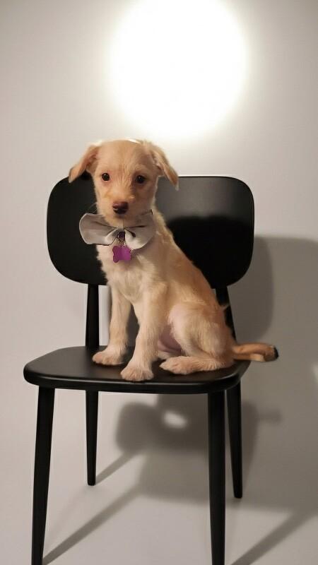 Enlarge Mojo Jojo, a Adoptable mixed breed in Van Nuys, CA image 3/6