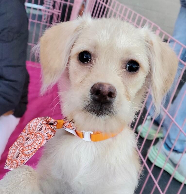 Enlarge Mojo Jojo, a Adoptable mixed breed in Van Nuys, CA image 4/6