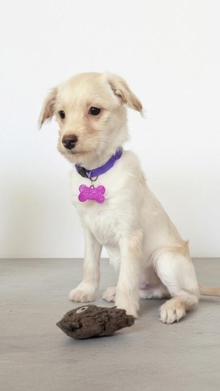 Enlarge Mojo Jojo, a Adoptable mixed breed in Van Nuys, CA image 6/6