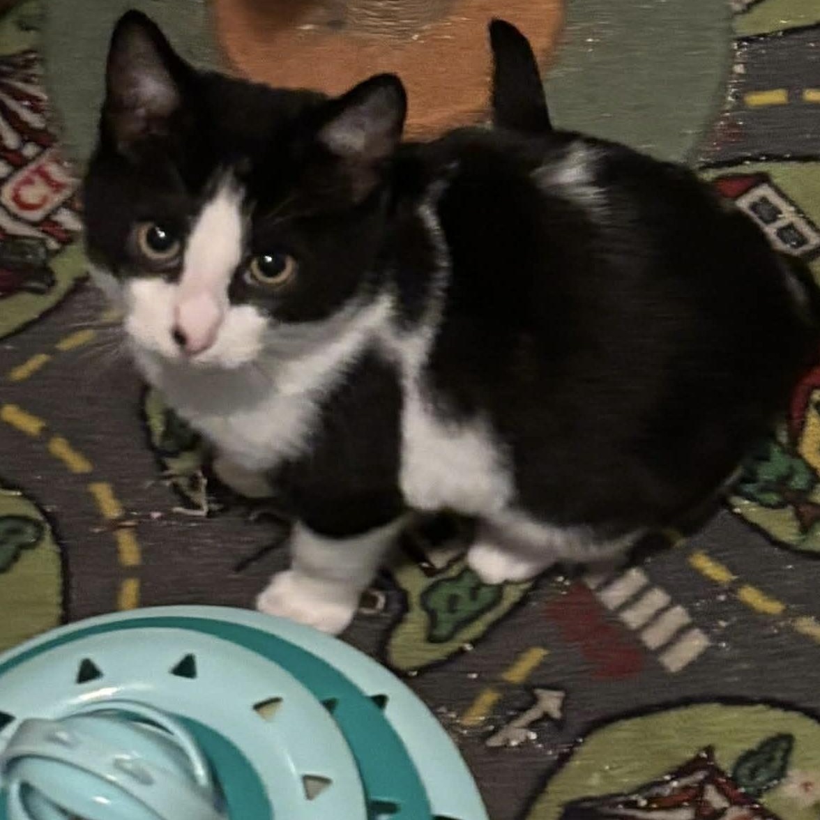 Enlarge Pippy & Puck (bonded kittens) , an adopted Domestic Medium Hair in Westland, MI image 6/6