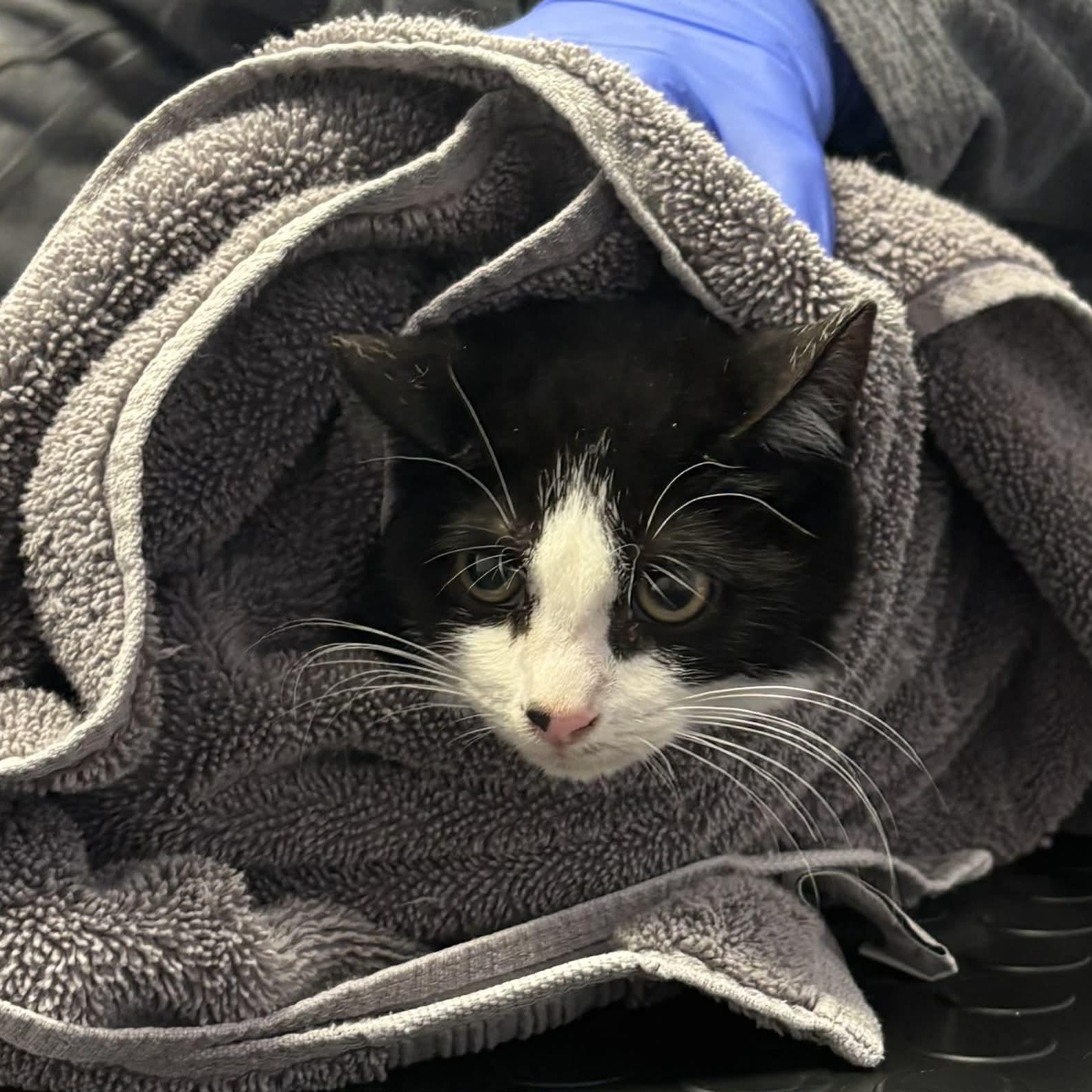 Enlarge Pippy & Puck (bonded kittens) , an adopted Domestic Medium Hair in Westland, MI image 3/6