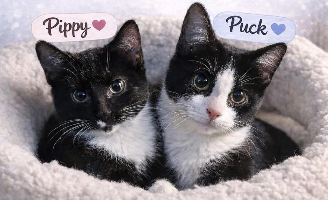 Pippy & Puck (bonded kittens) , adopted, Kitten Female Domestic Medium Hair.