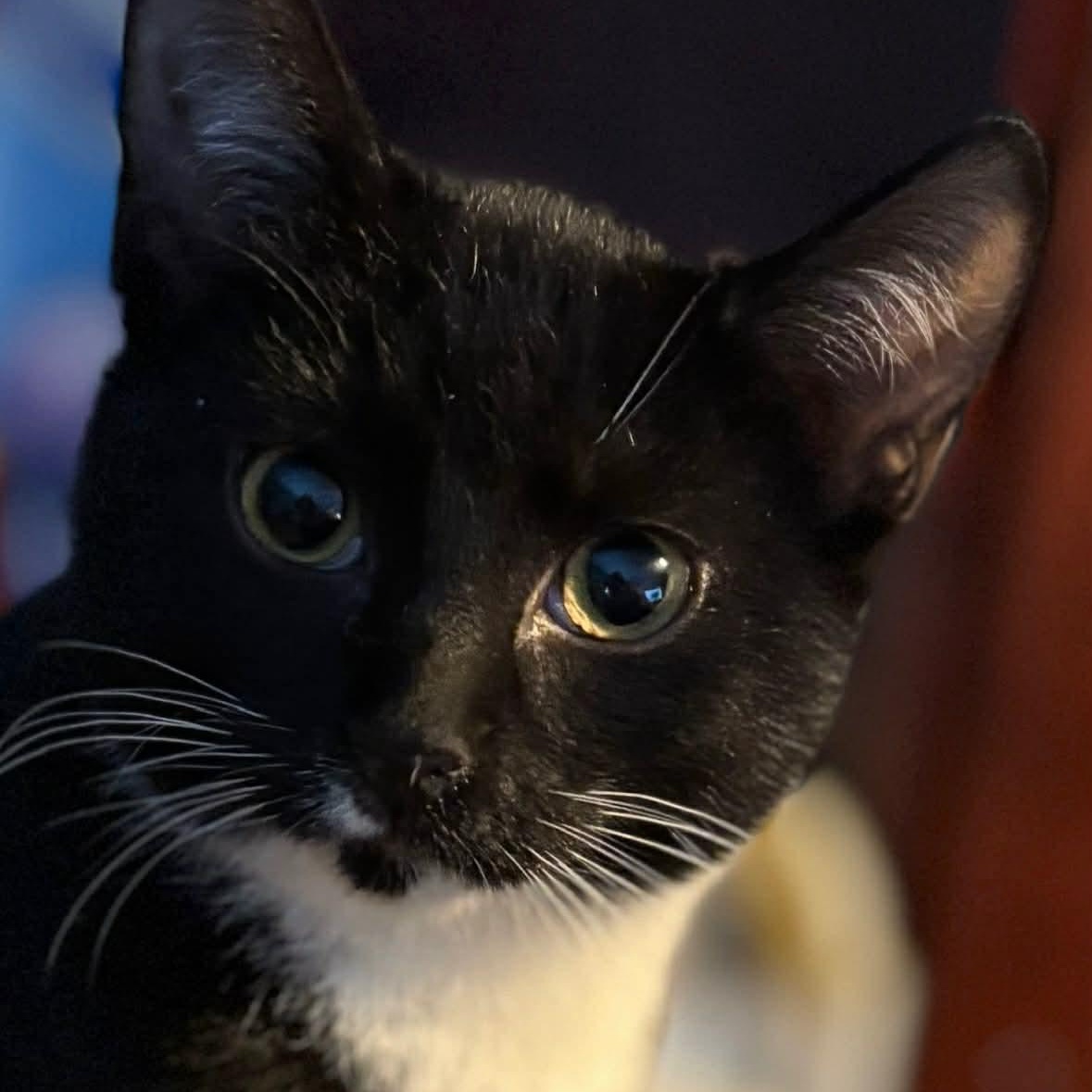 Enlarge Pippy & Puck (bonded kittens) , an adopted Domestic Medium Hair in Westland, MI image 2/6