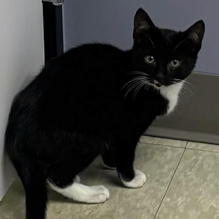 Enlarge Pippy & Puck (bonded kittens) , an adopted Domestic Medium Hair in Westland, MI image 5/6