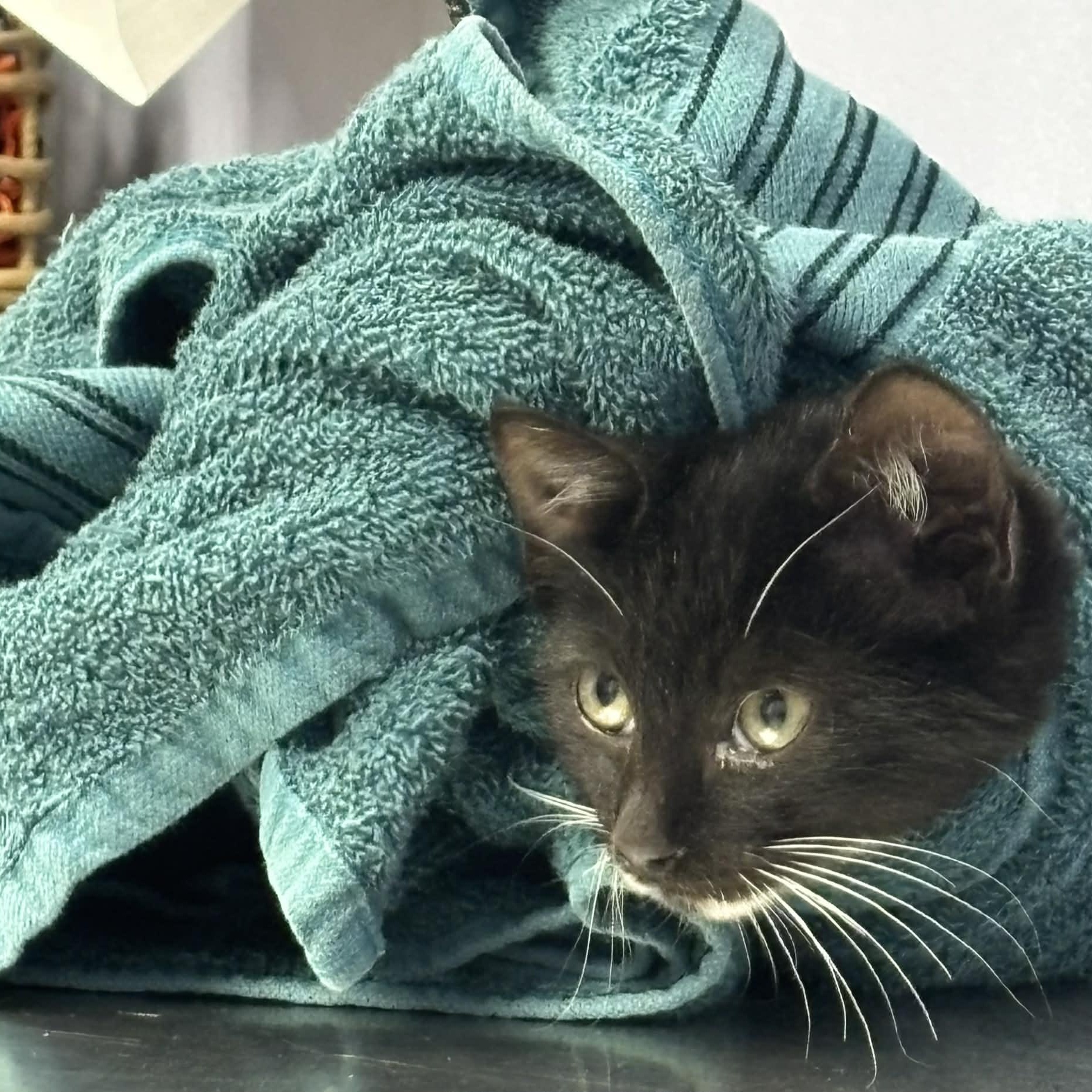 Enlarge Pippy & Puck (bonded kittens) , an adopted Domestic Medium Hair in Westland, MI image 4/6